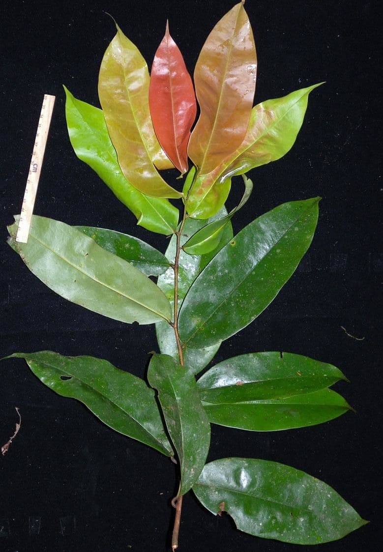 Xylopia 13