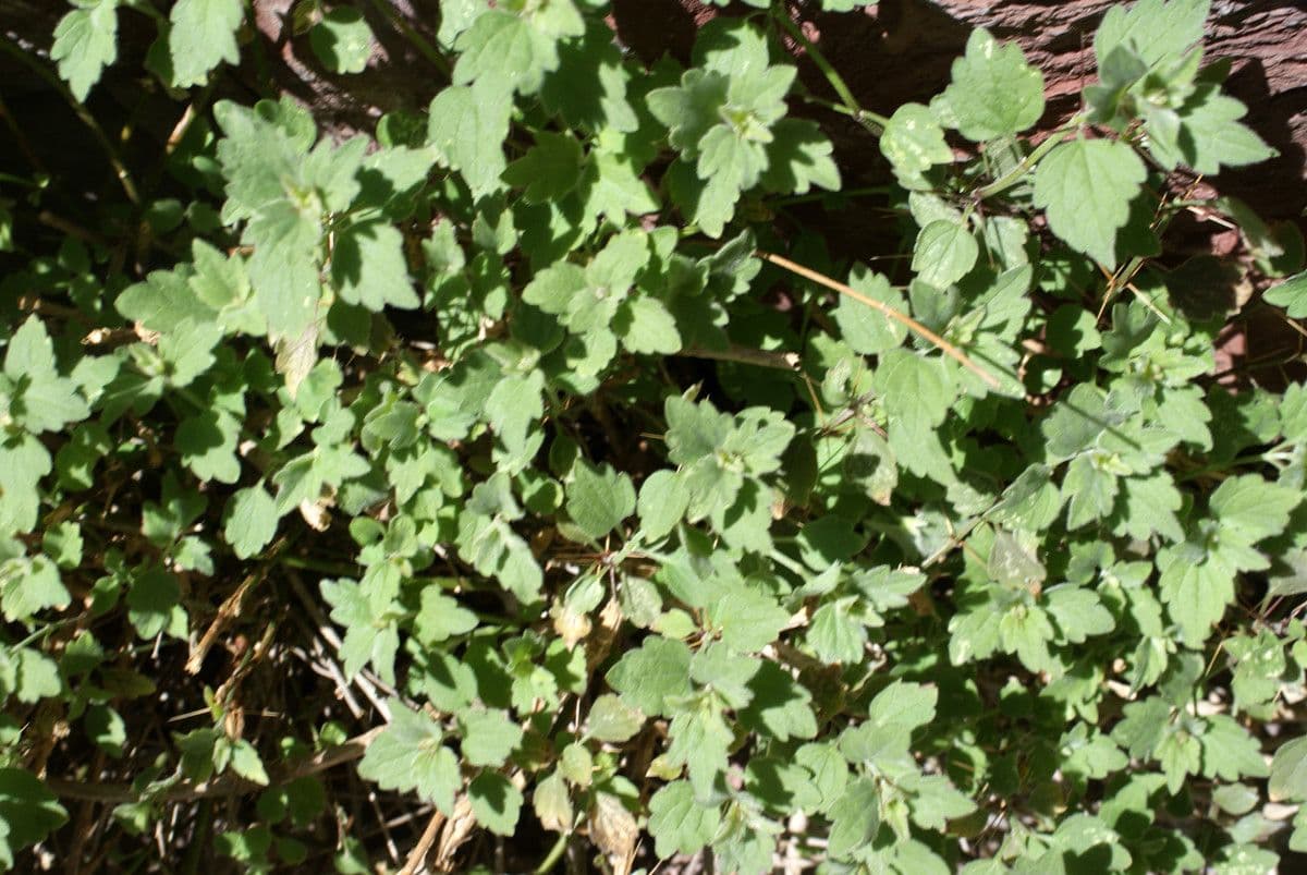 Acanthoprasium 3