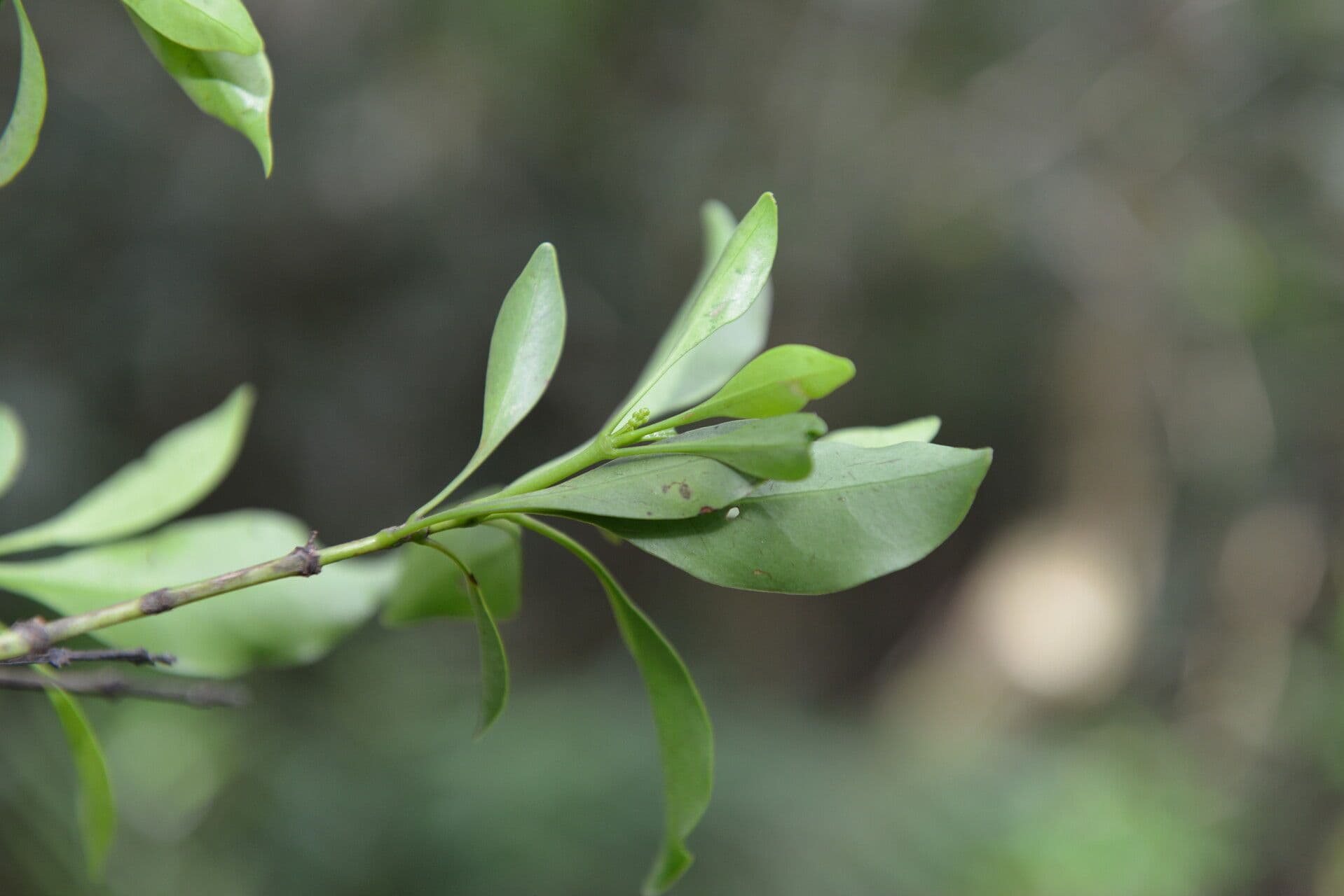 Chiococca 9