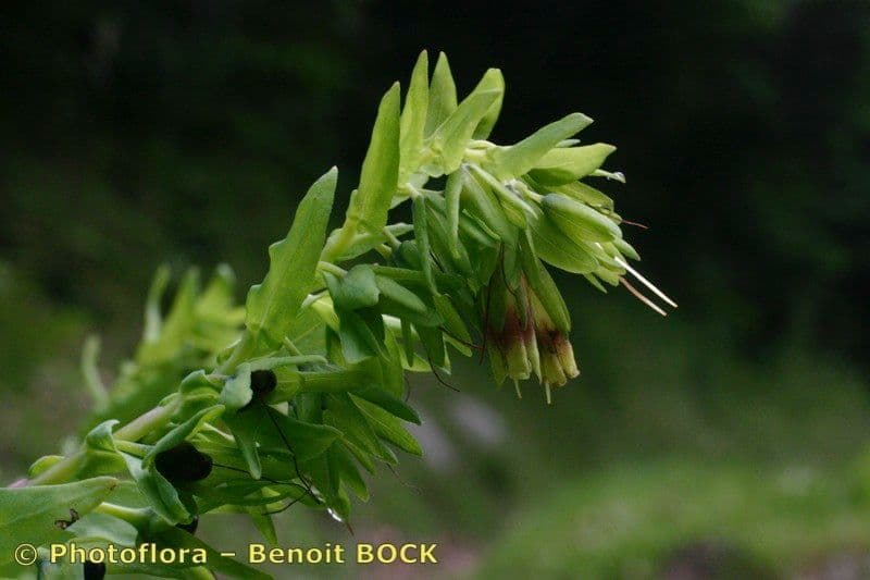 Cerinthe liscia 21