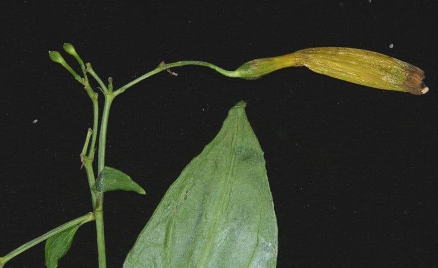 Lisianthius