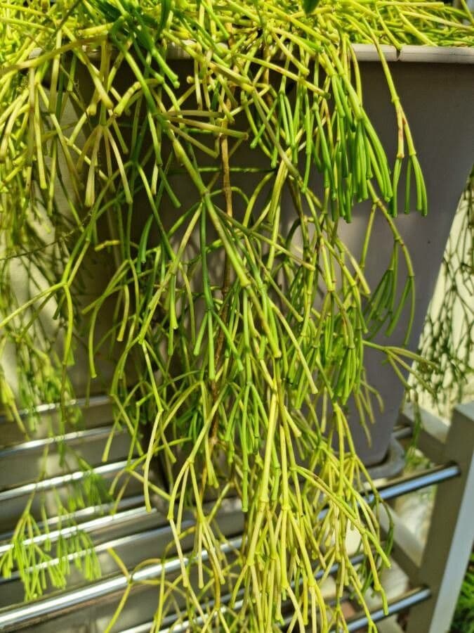 Rhipsalis 9