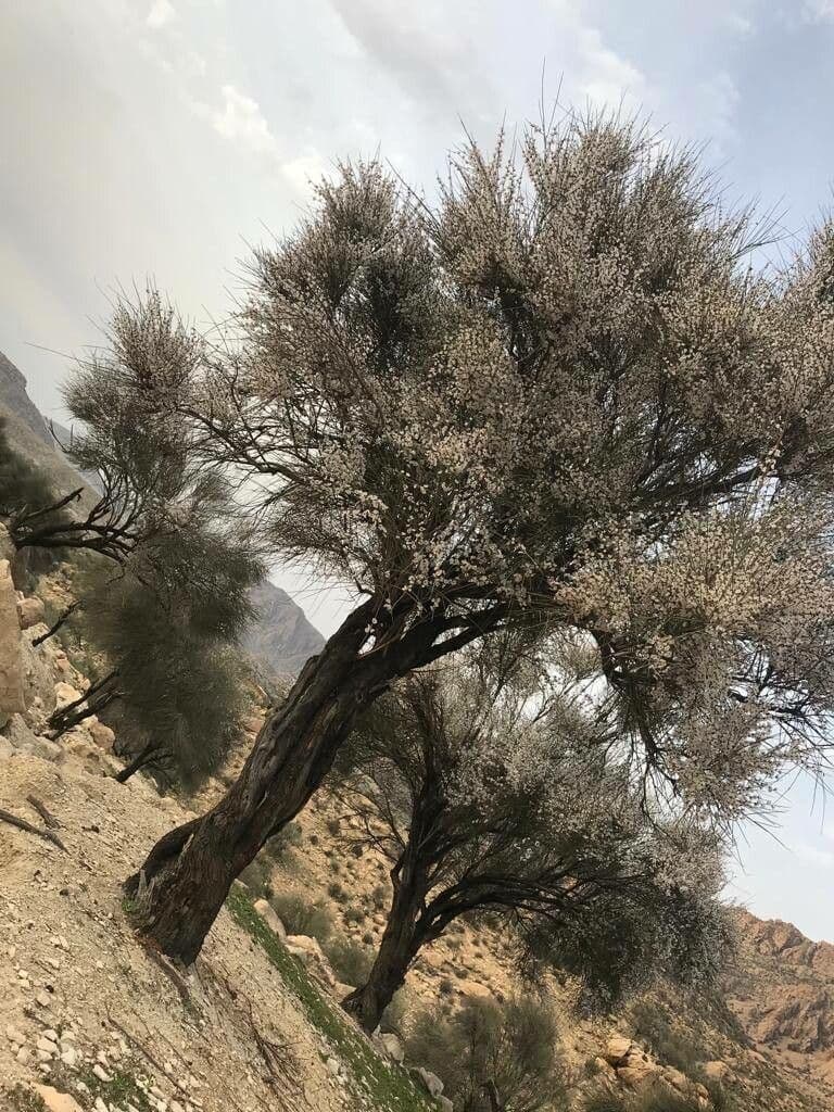 Pflaume 7