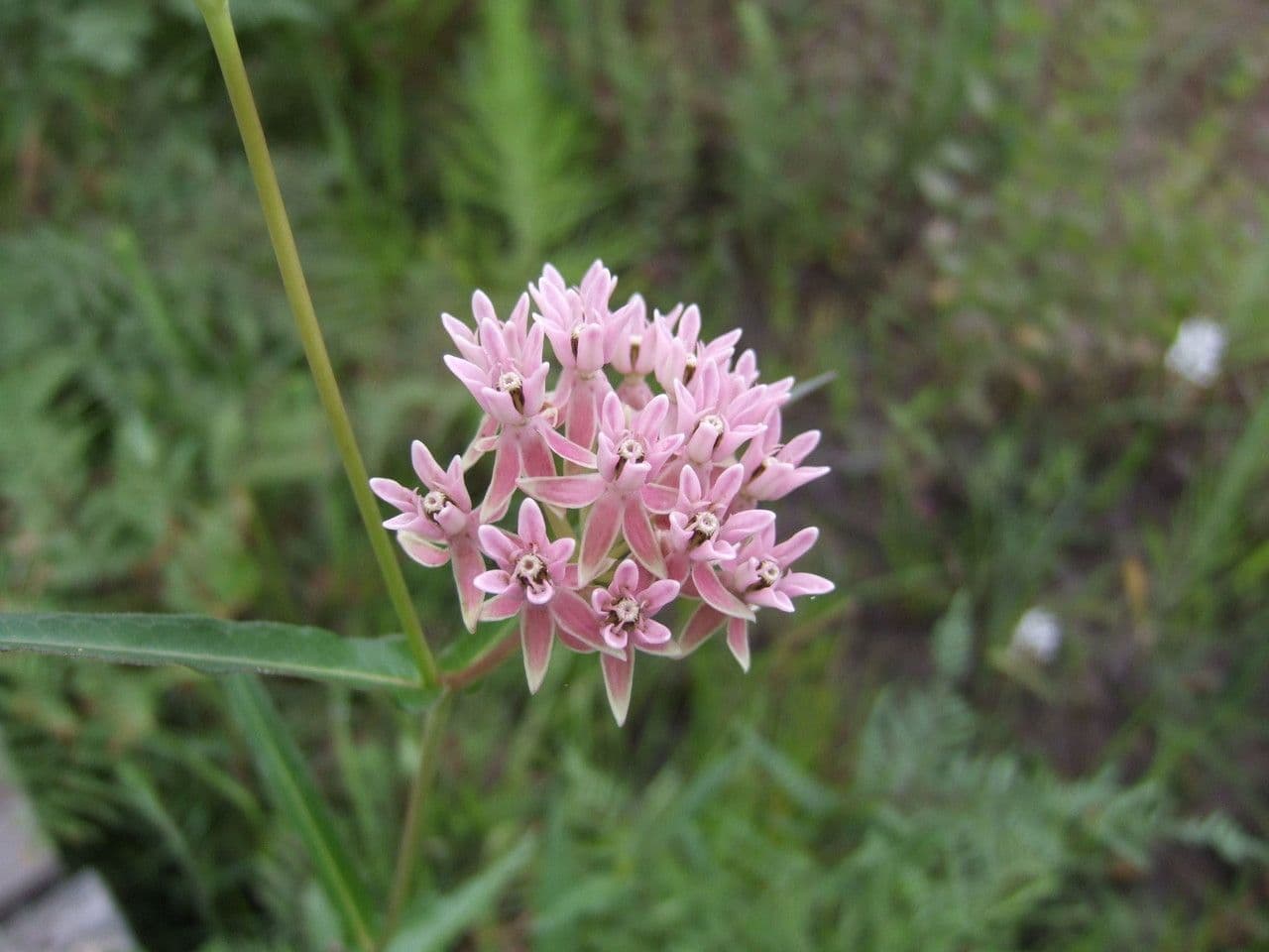 Asclepias rossa 3