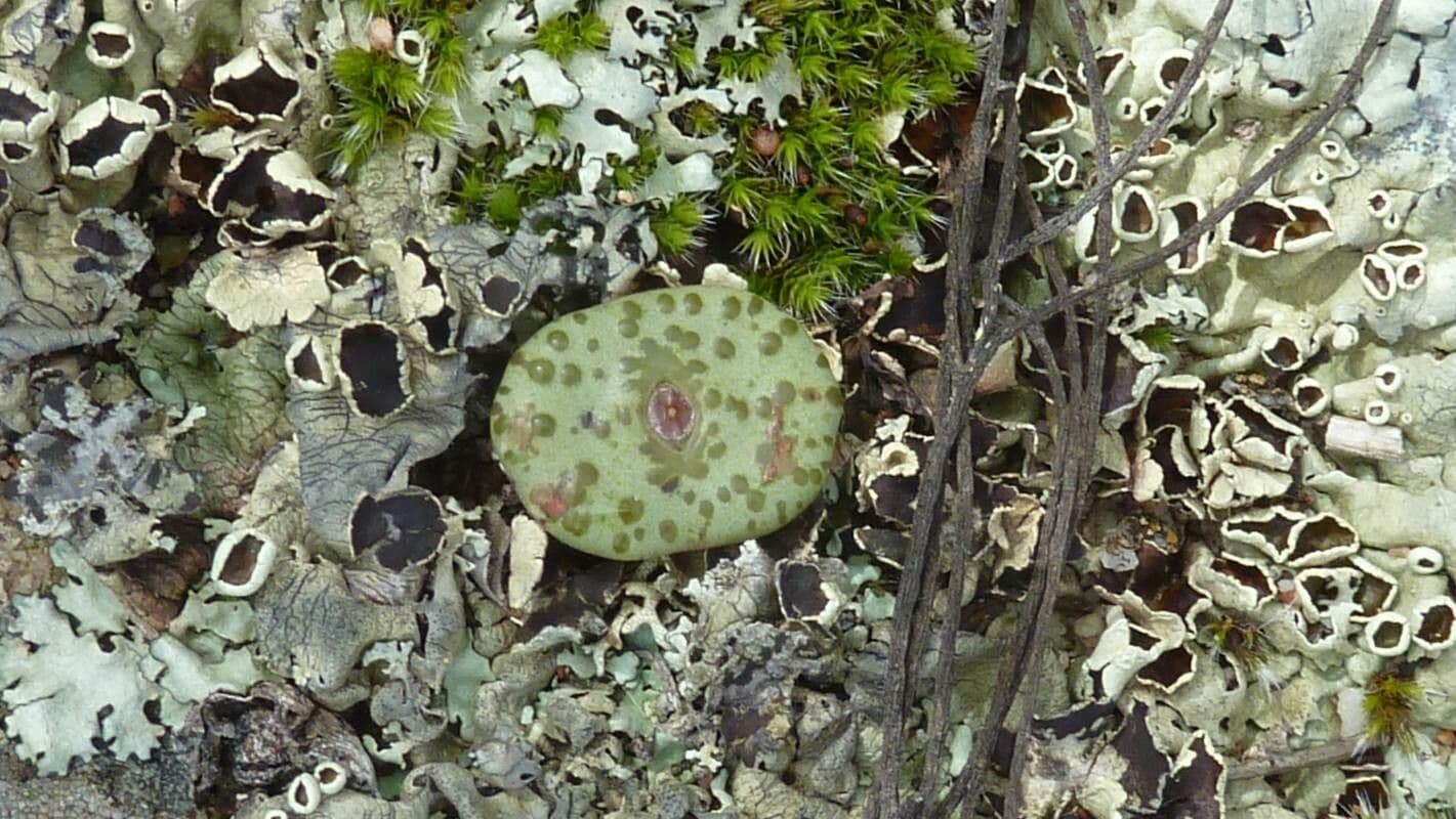 Lebende Steine 6
