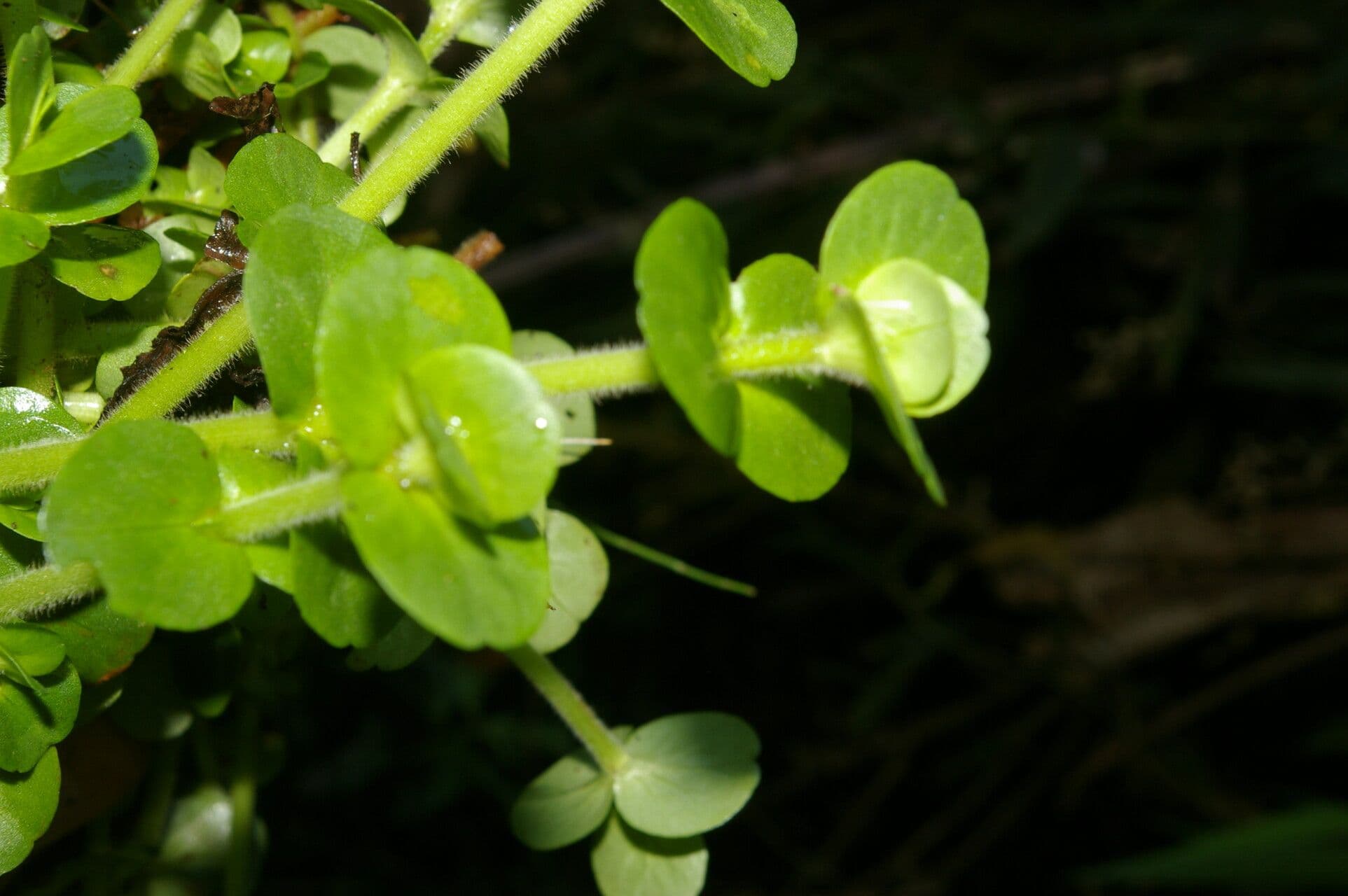 Bacopa salzmannii 9