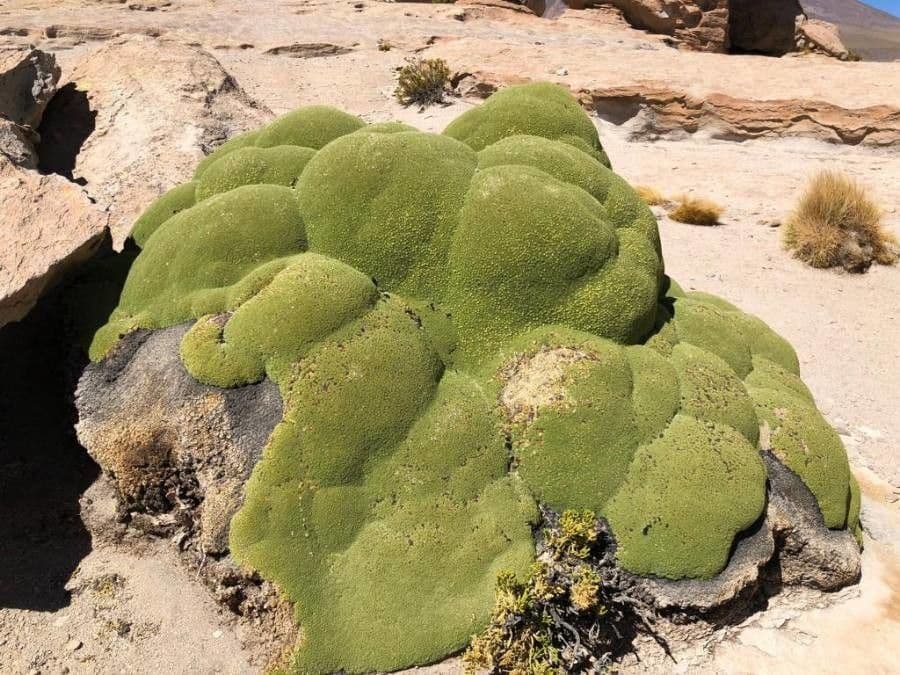 Azorella 16