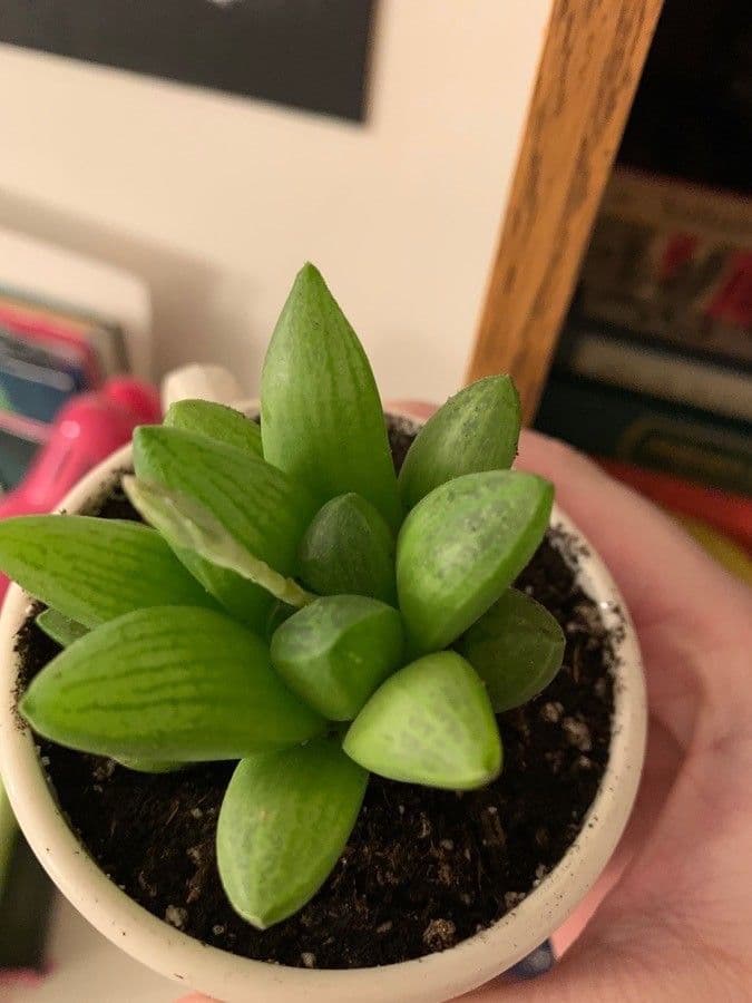 Haworthia 5