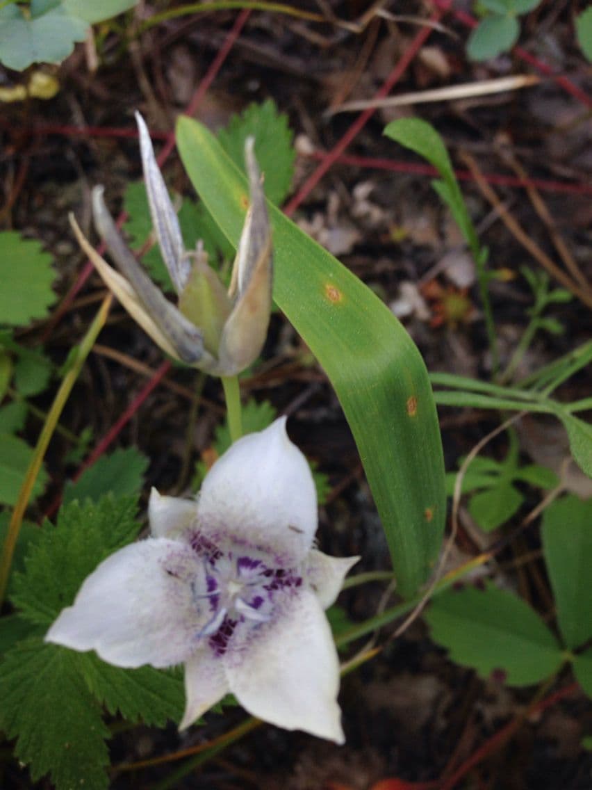 Calochortus