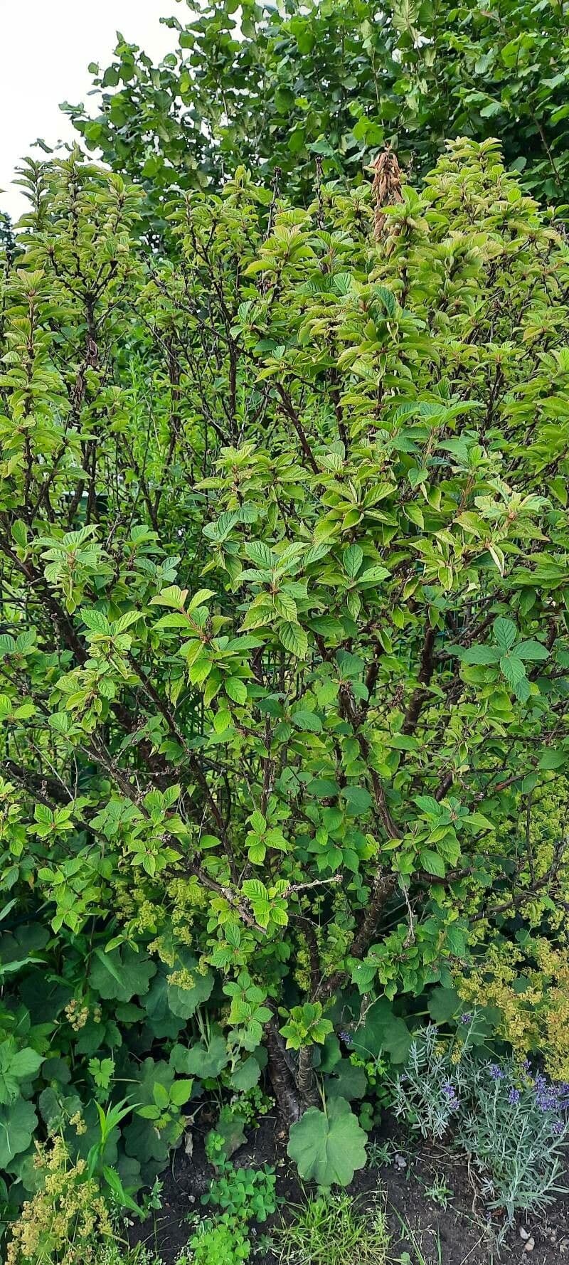 Prunus tomentosa 12