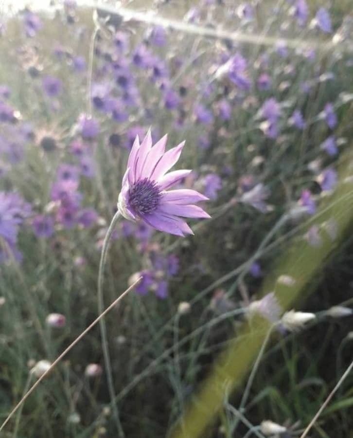 Immortelle annuale 5