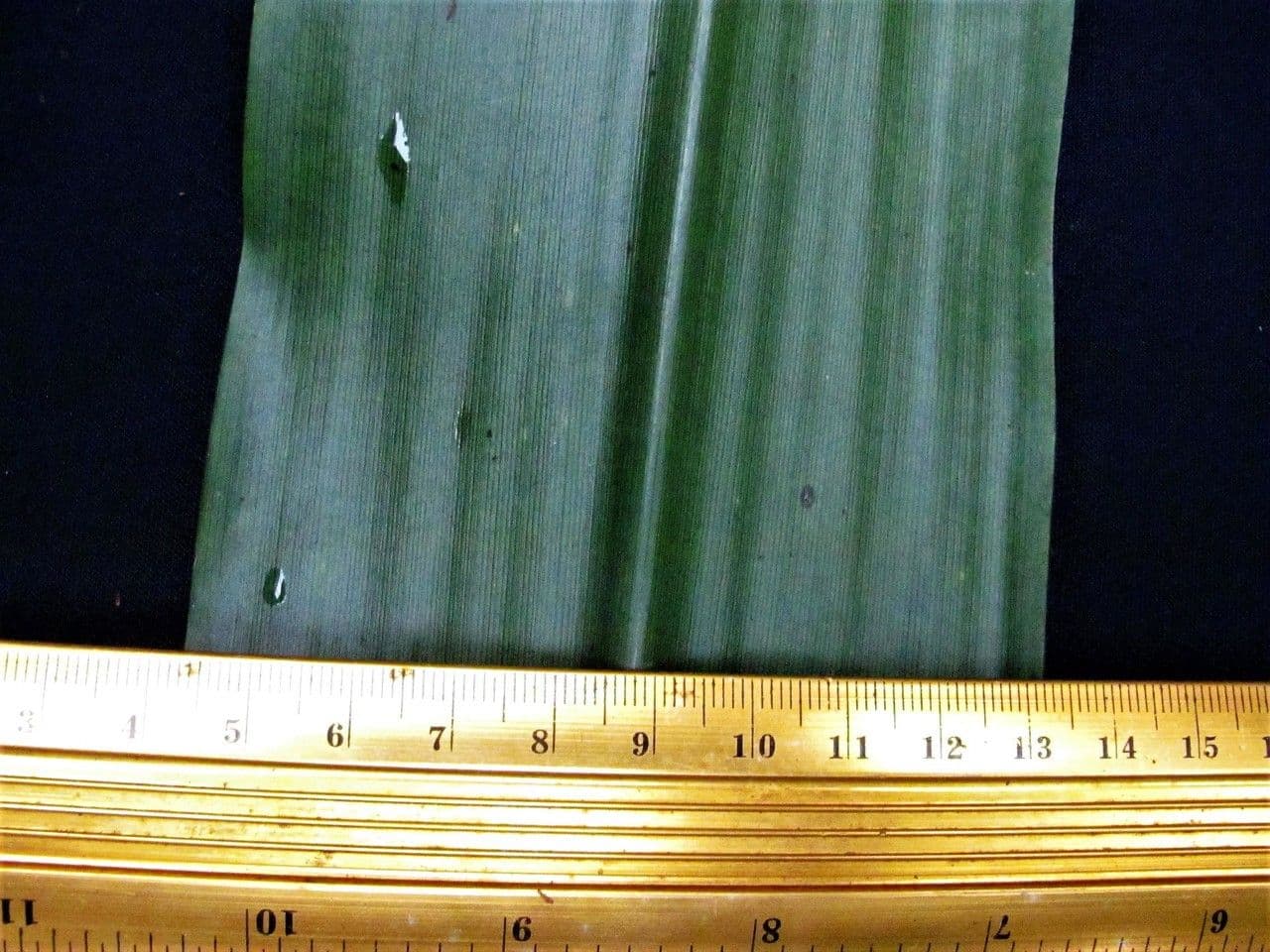 Überlappende Pitcairnia 8