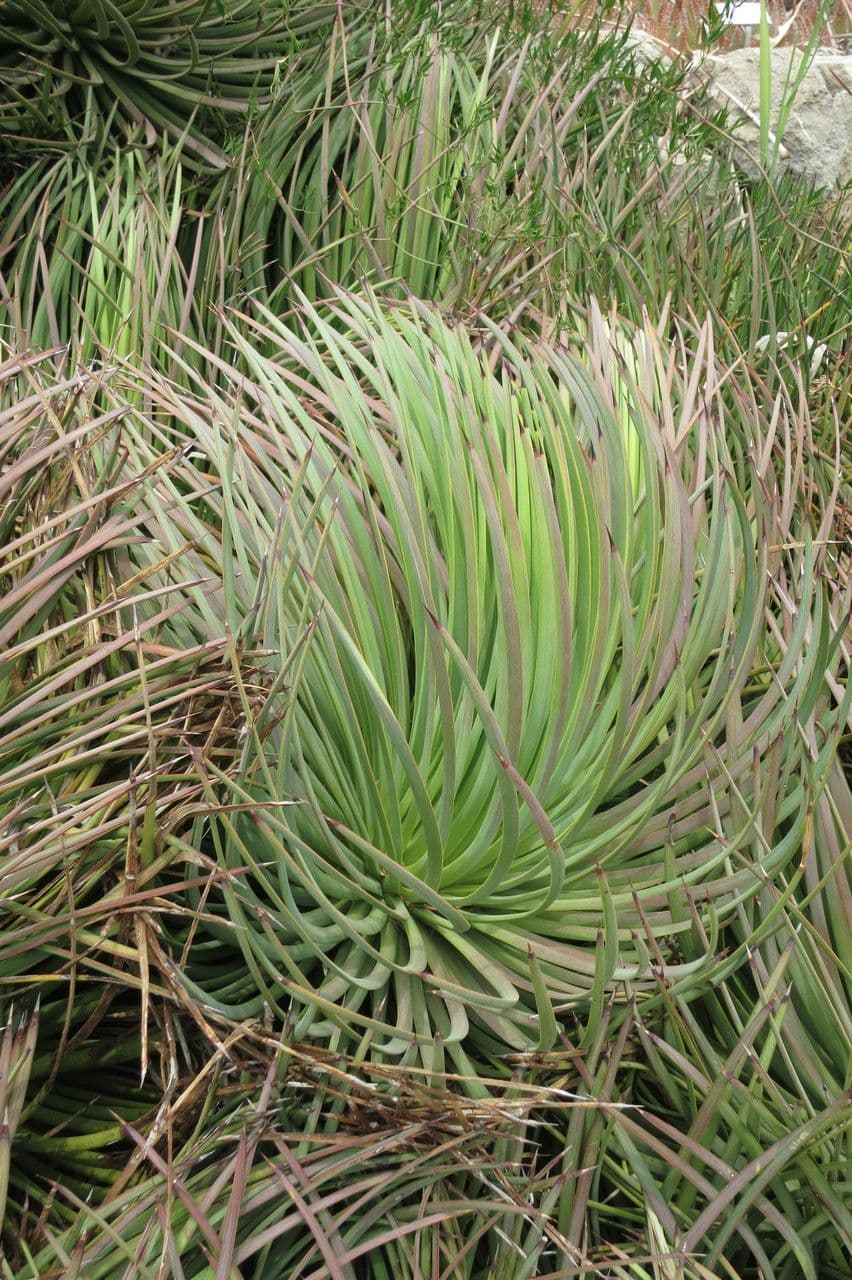 Agave 3