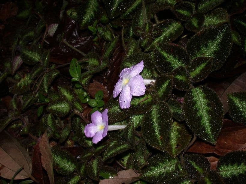Episcia 10