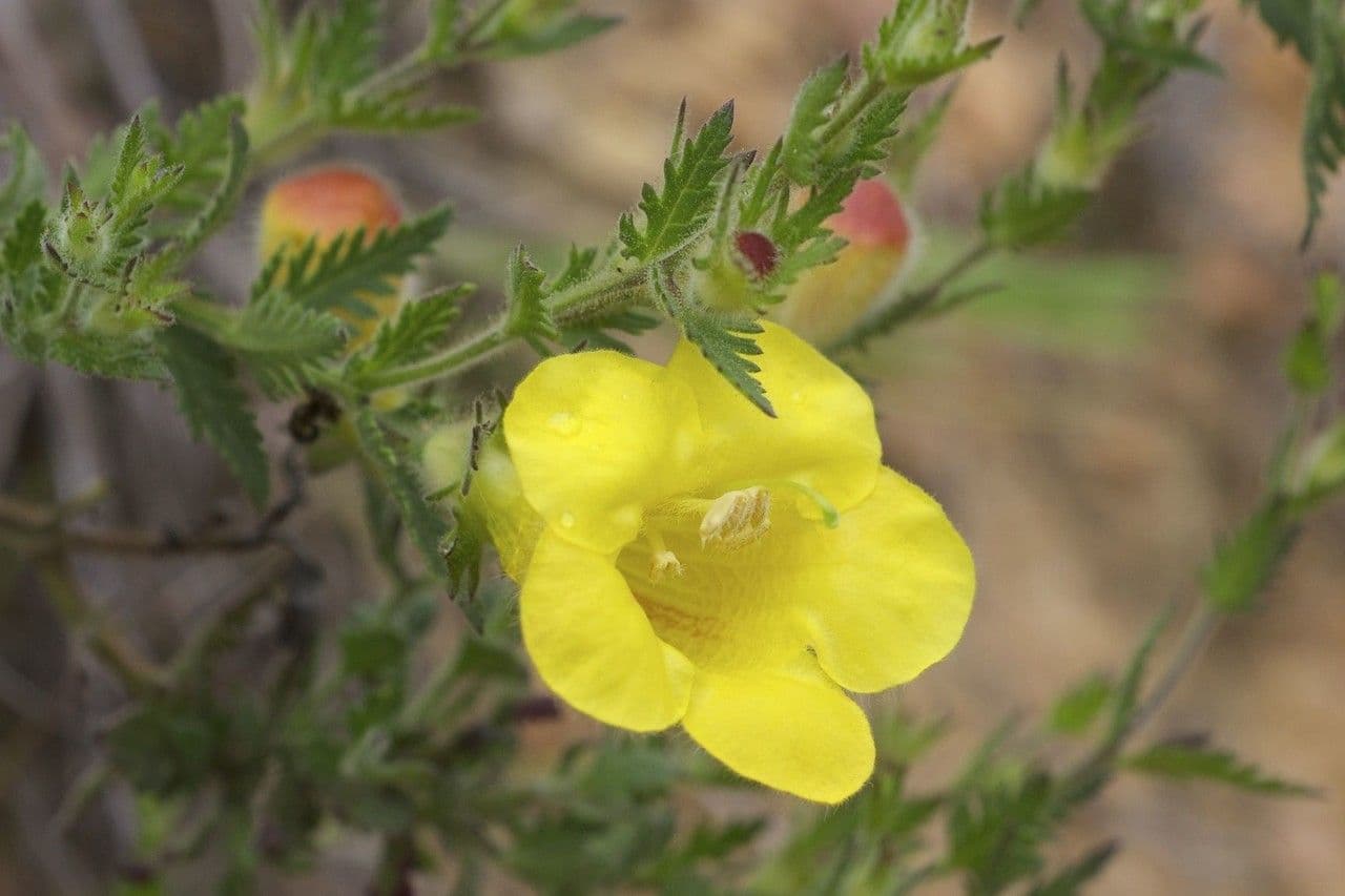 Aureolaria pectinata 4