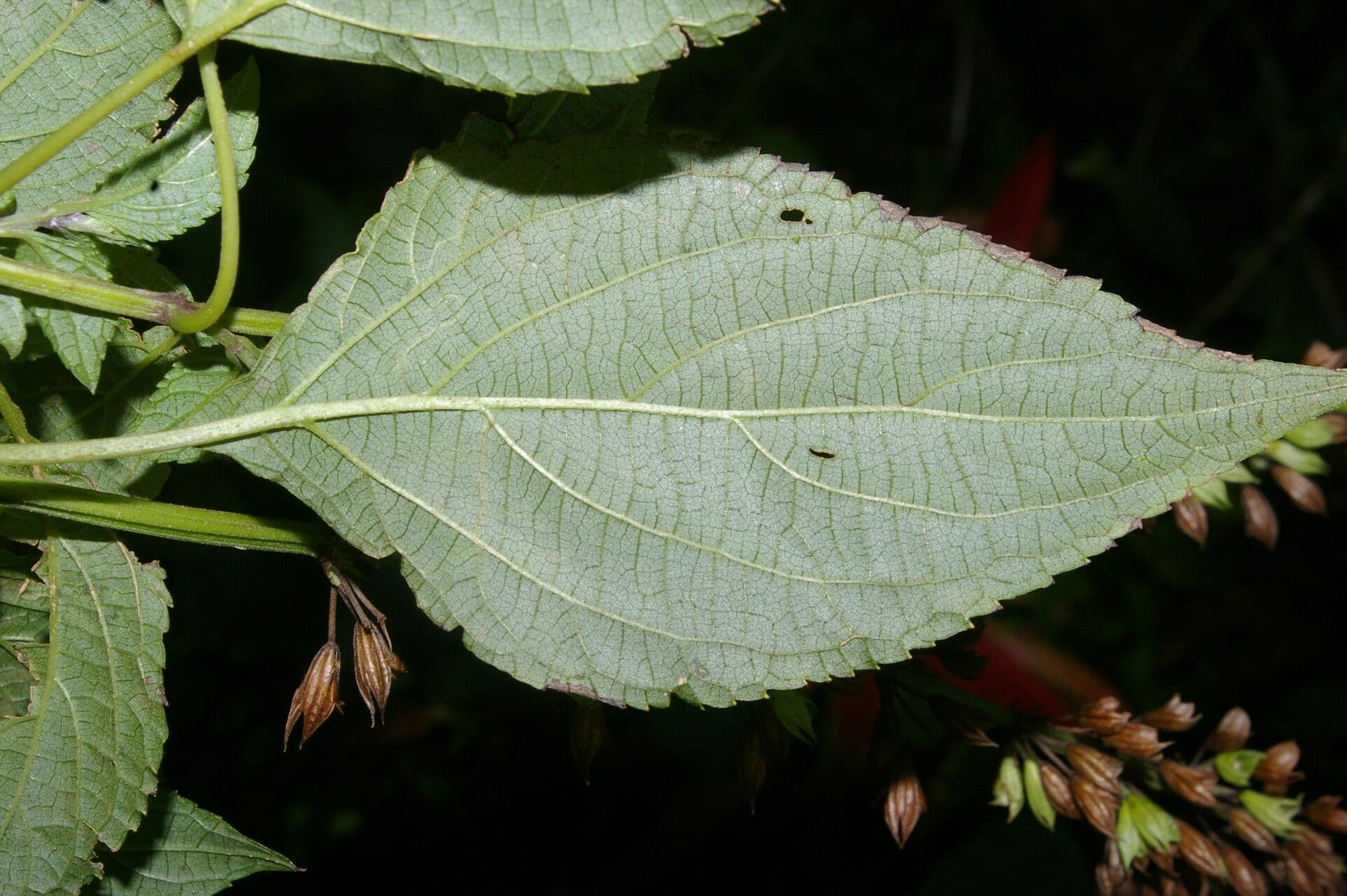 Salvia 11