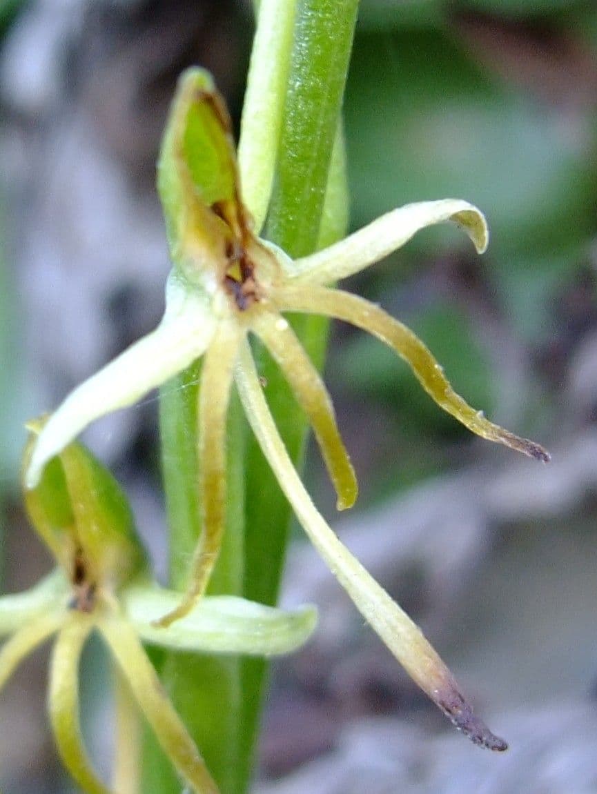 Habenaria 4