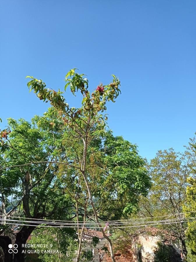 Acrocarpus 10