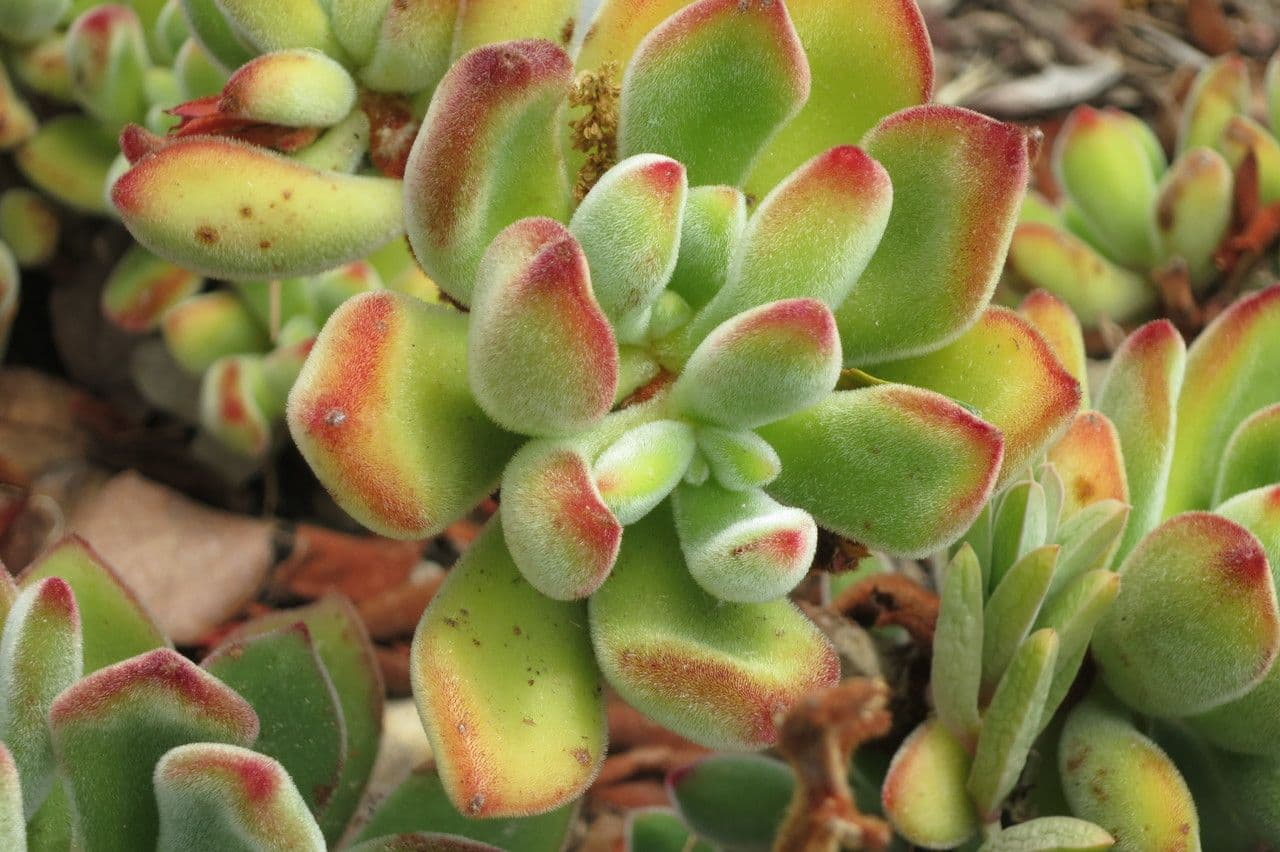 Echeveria 23