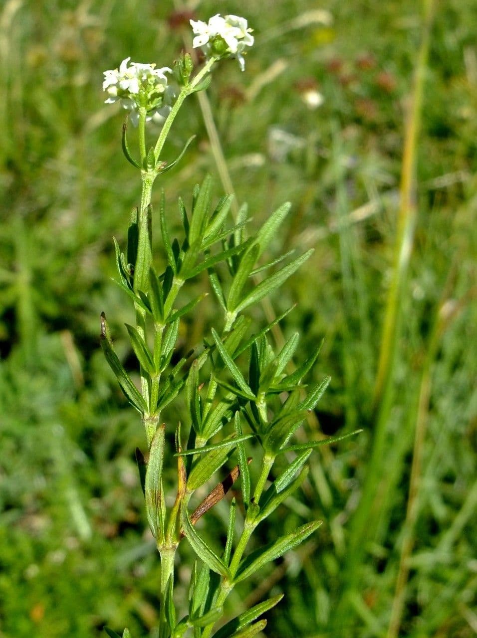 Caglio boreale 9