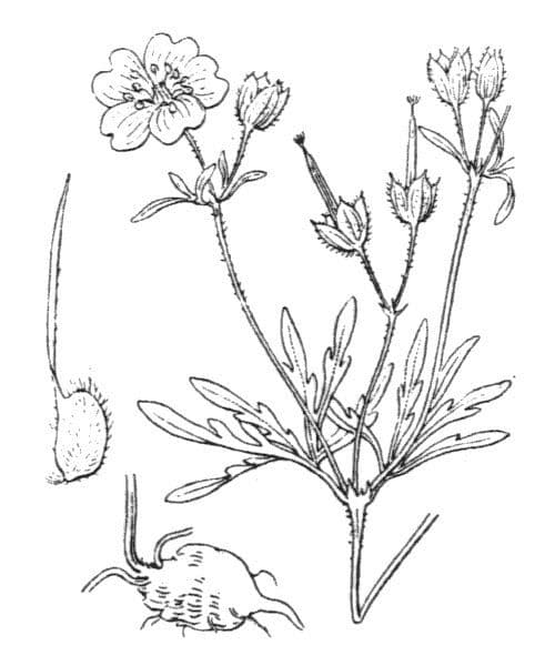 Knolliger Storchschnabel 18