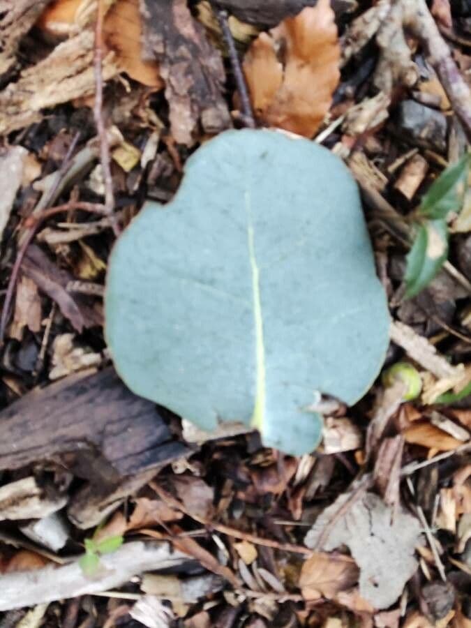 Eukalyptus 3