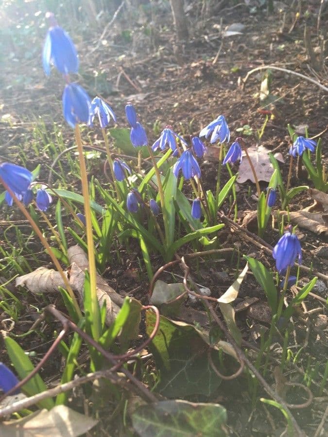Scilla siberica 11