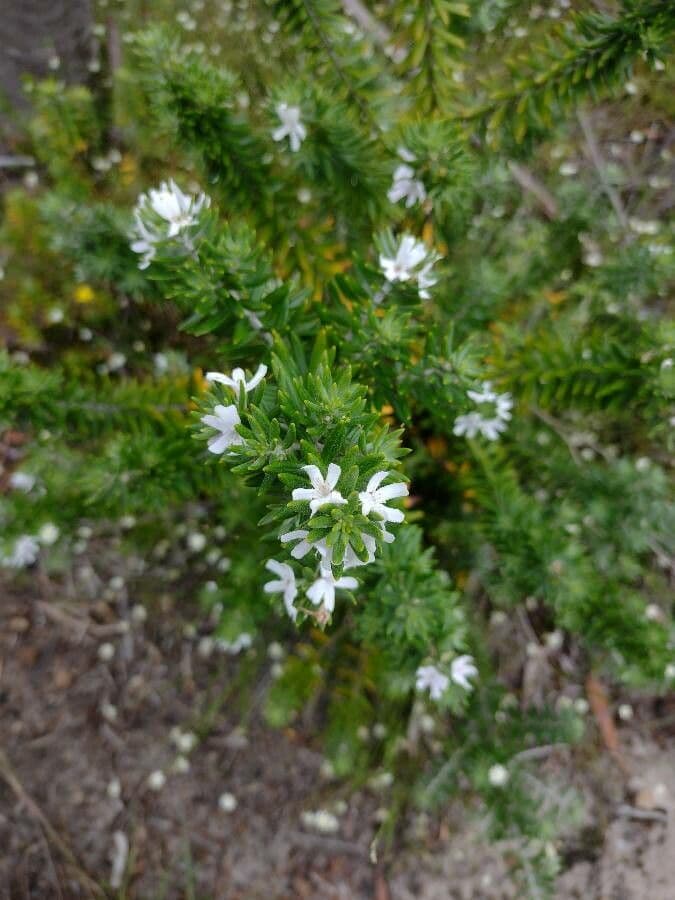Westringia arbustiva 12