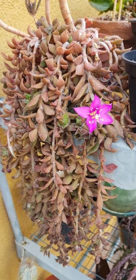 Anacampseros 5