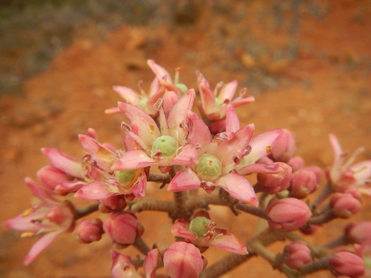 Dutaillyea trifoliolata 12