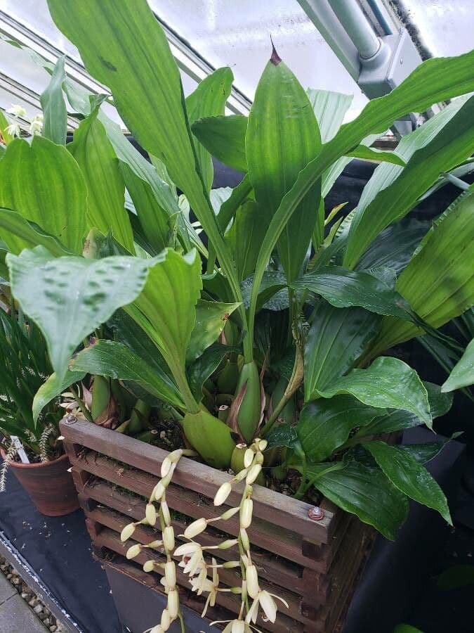 Coelogyne 6