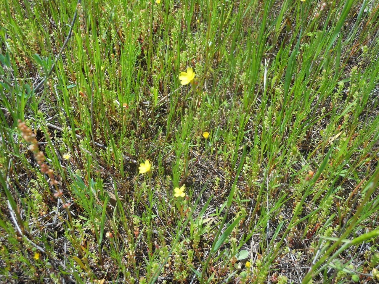 Oenothera 11