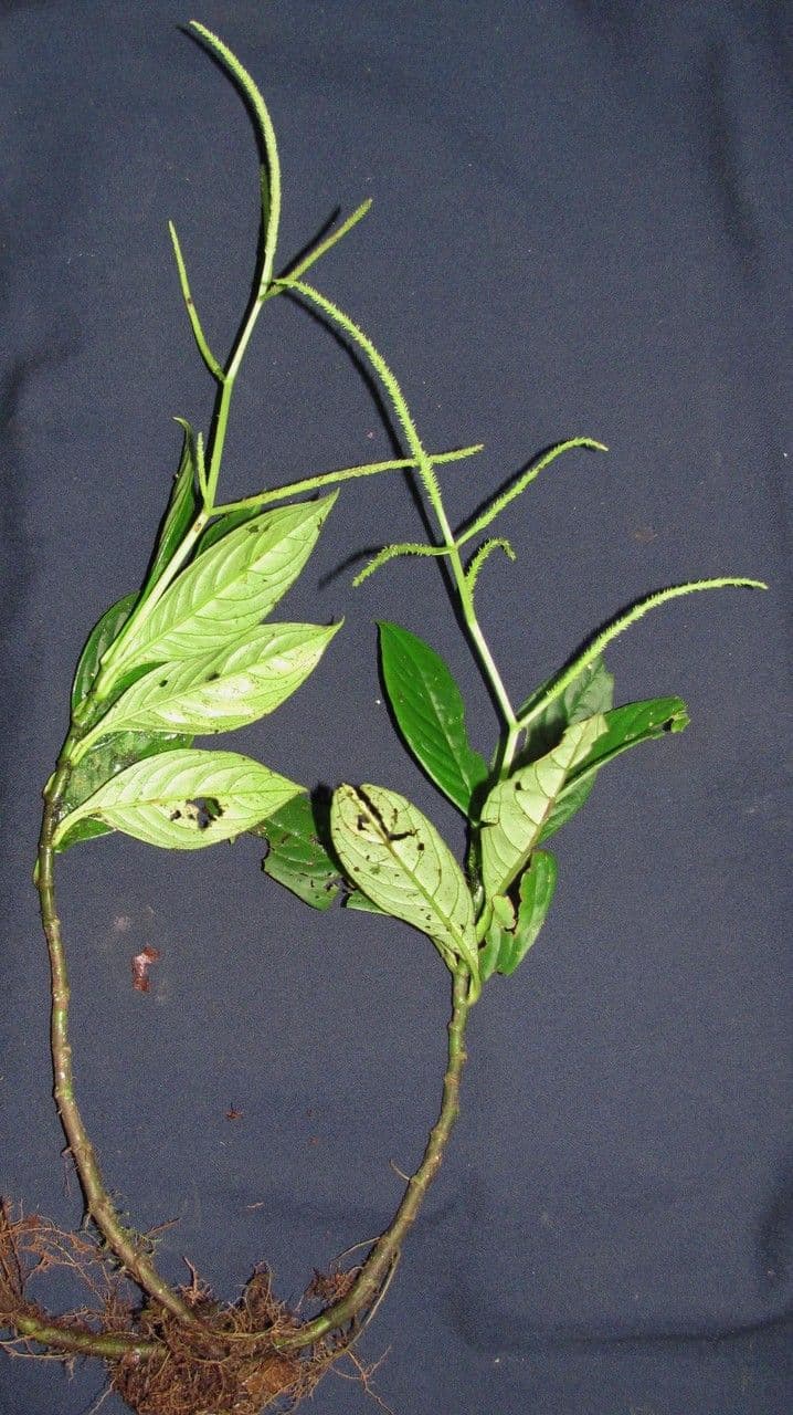 Peperomia 2