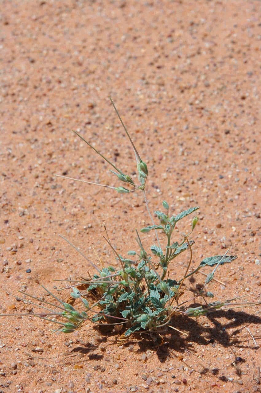 Monsonia