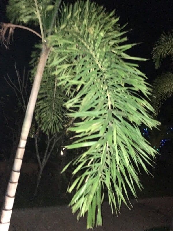 Fuchsschwanzpalme 17
