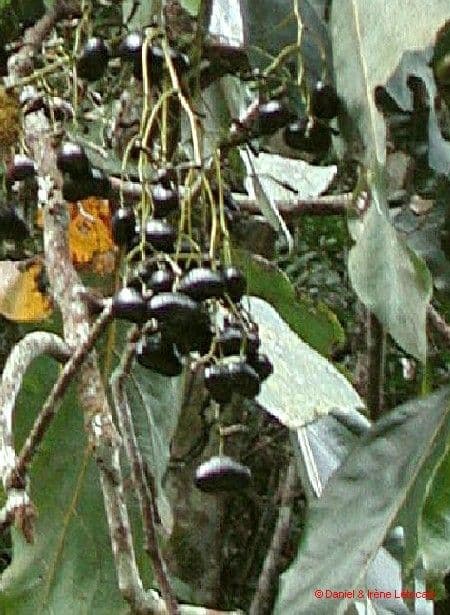 Cryptocarya 3