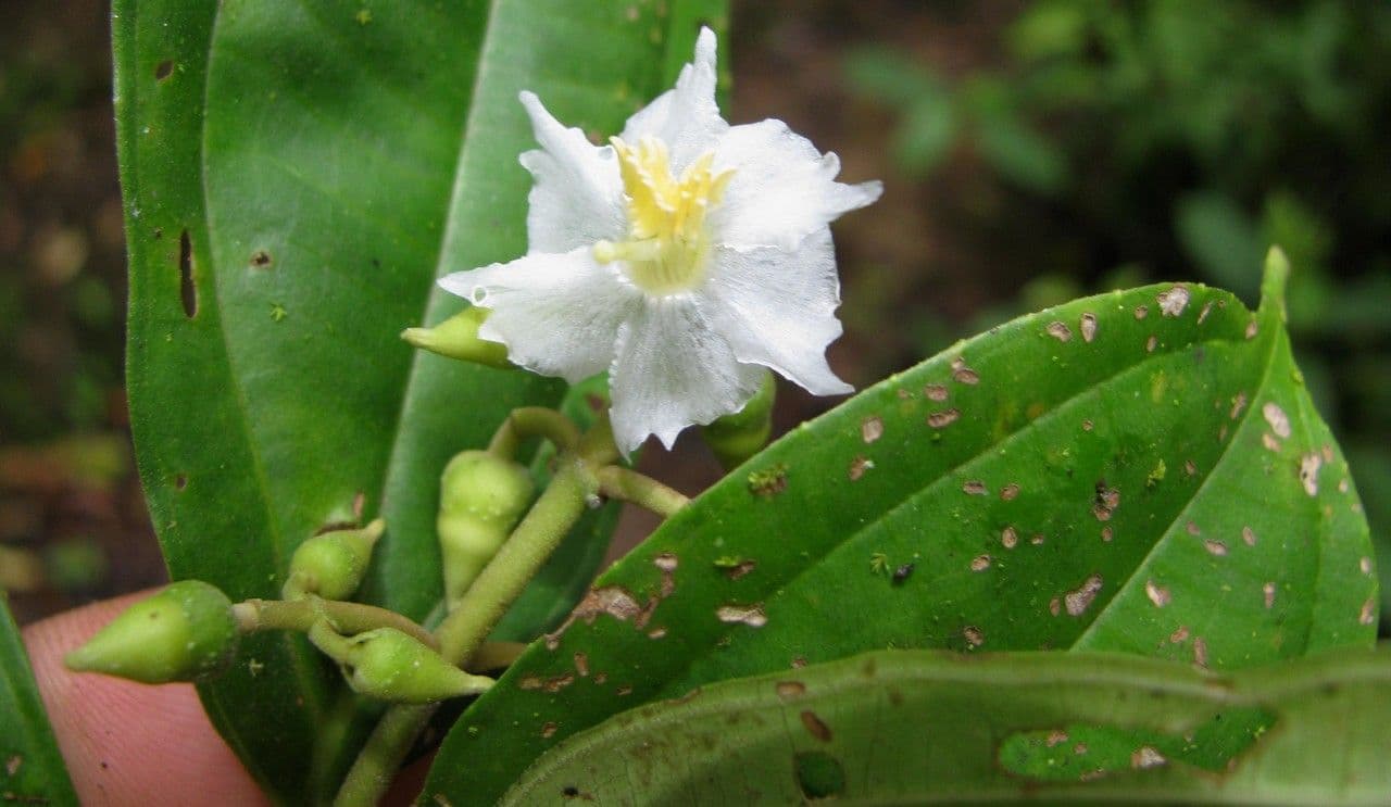 Miconia 7