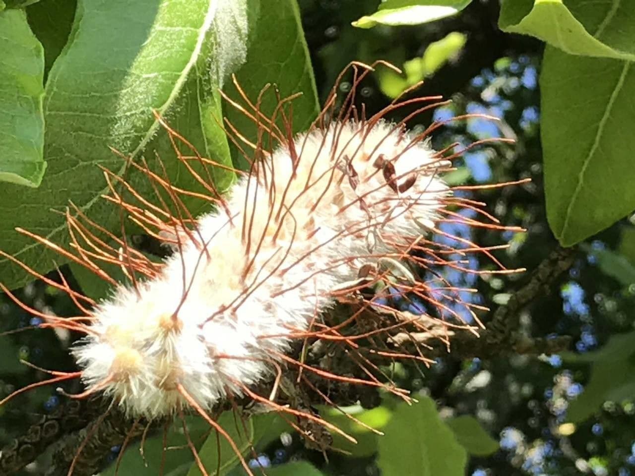 Breitblättrige Faurea