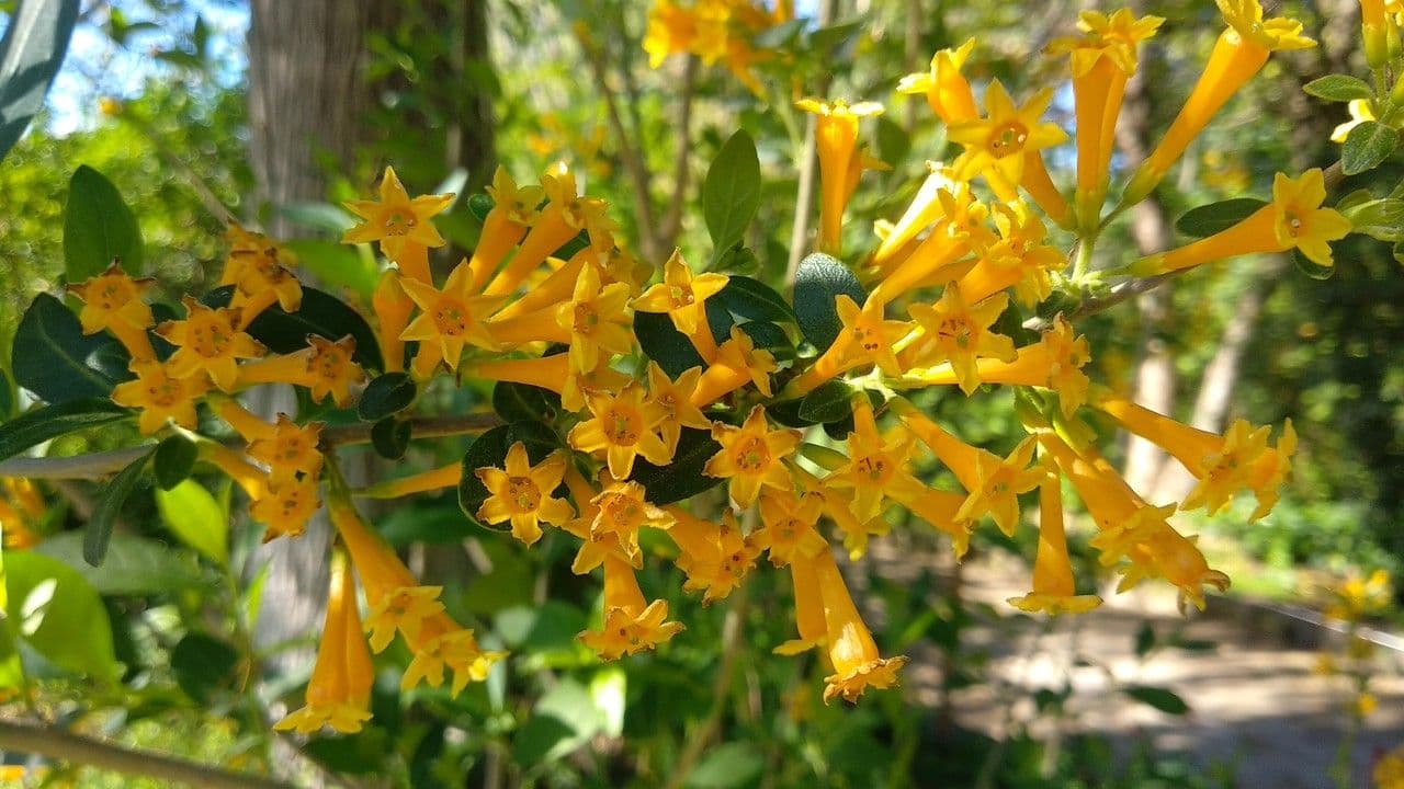 Cestrum arancione 4