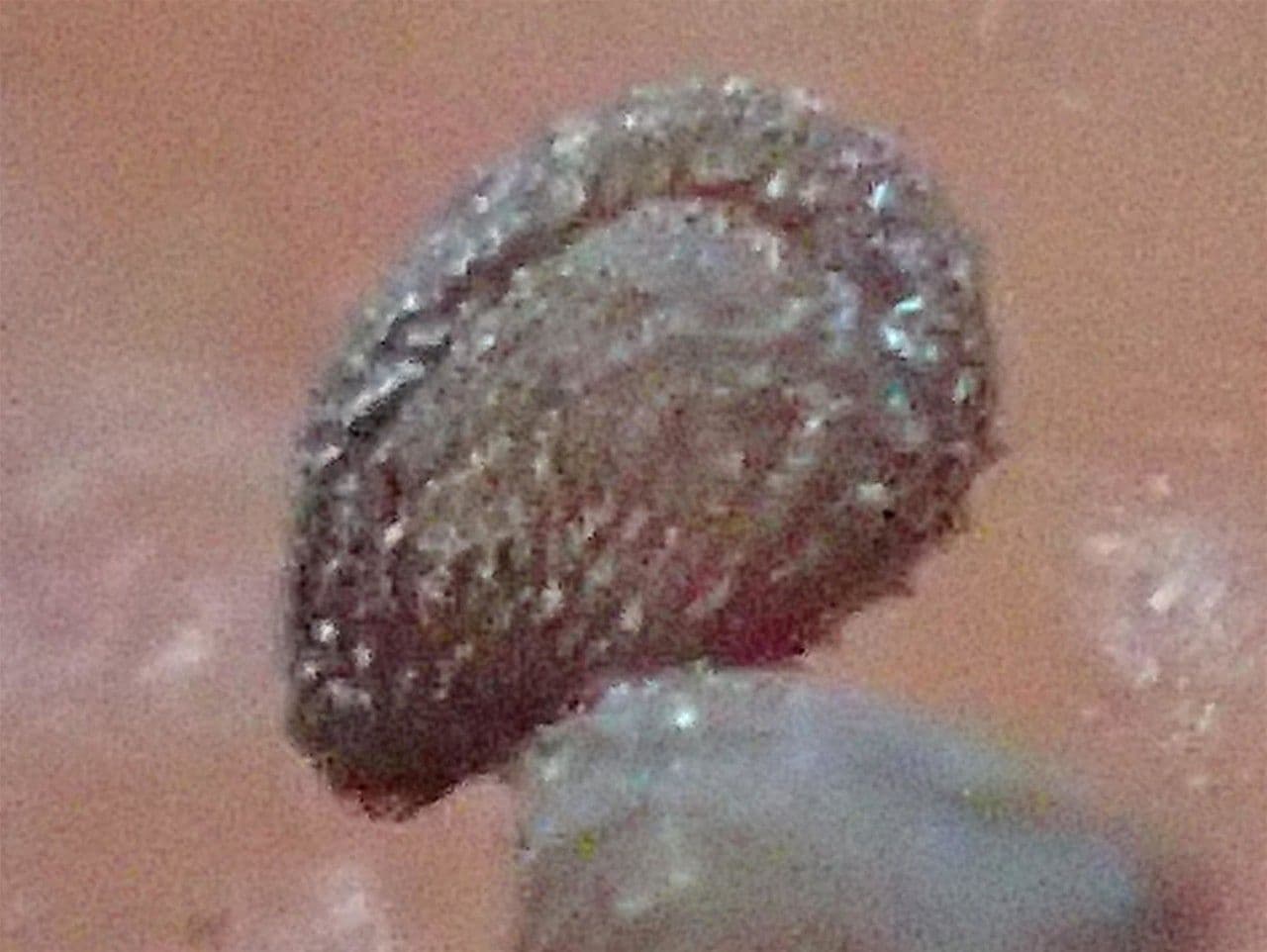 Spergularia comune 3