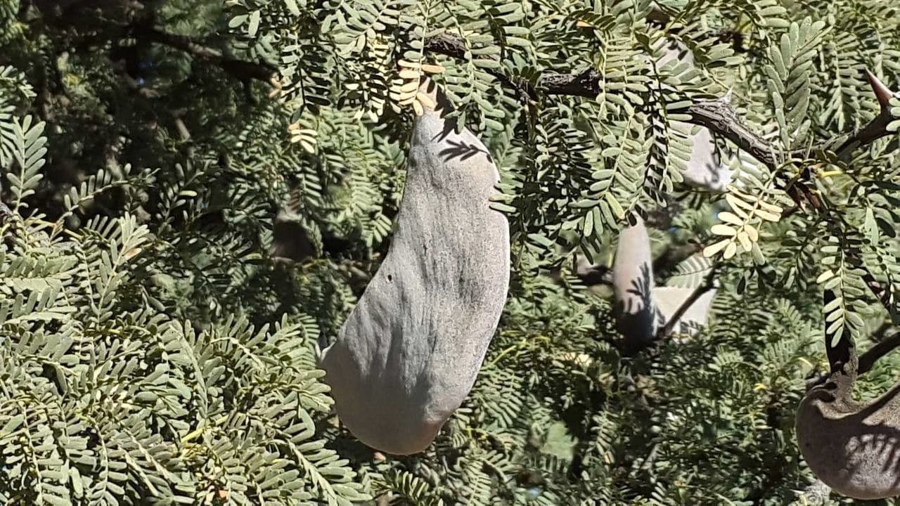 Acacia erioloba 15