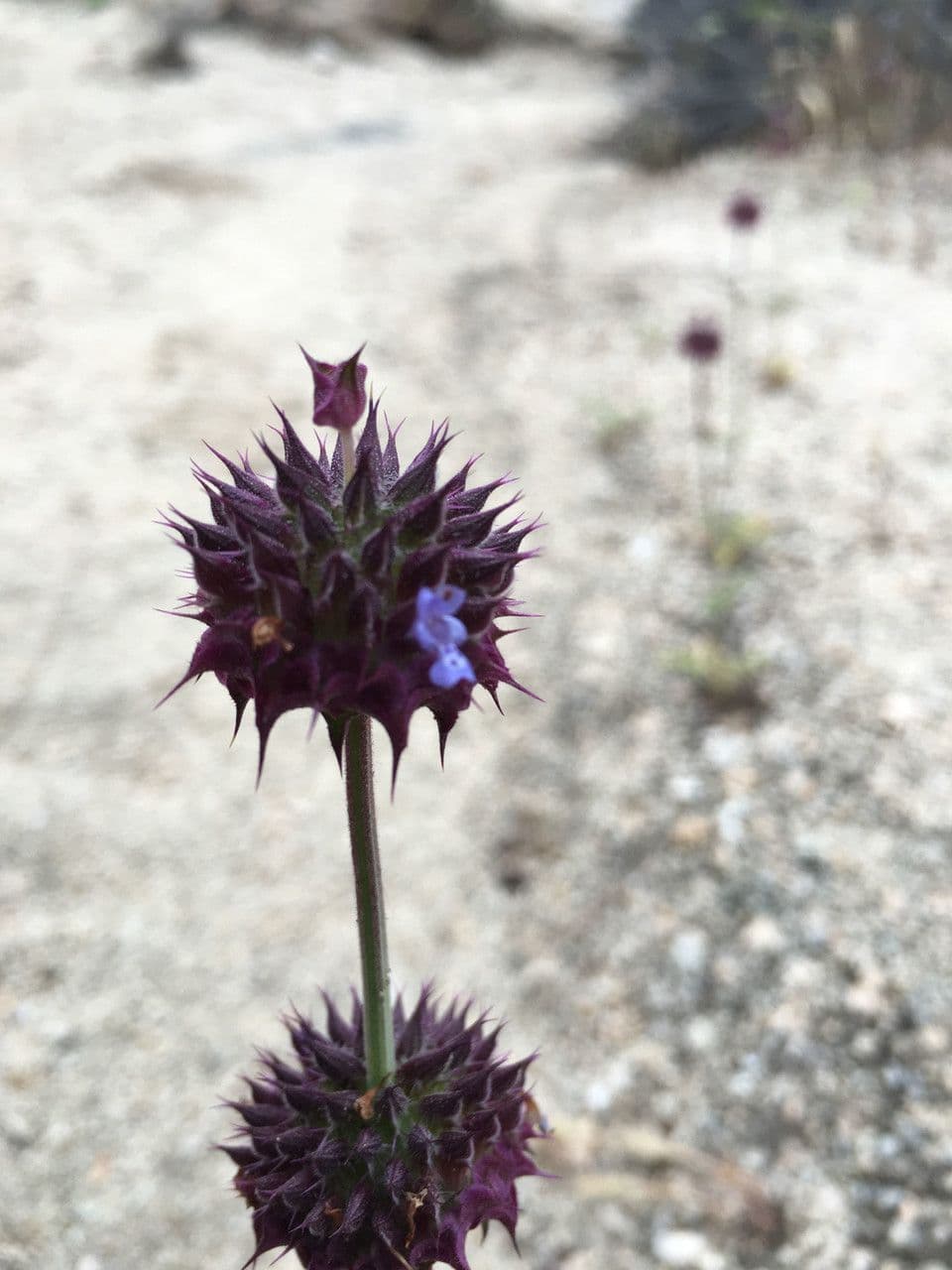 Salvia columbariae 9