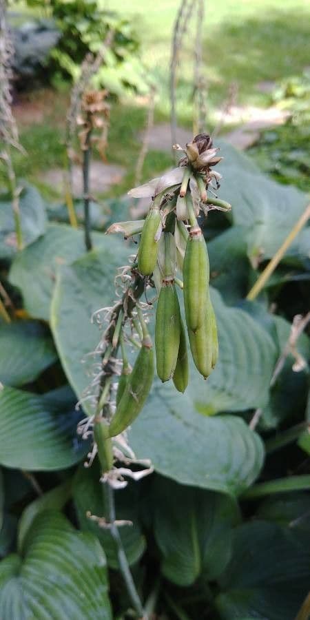 Hosta 2