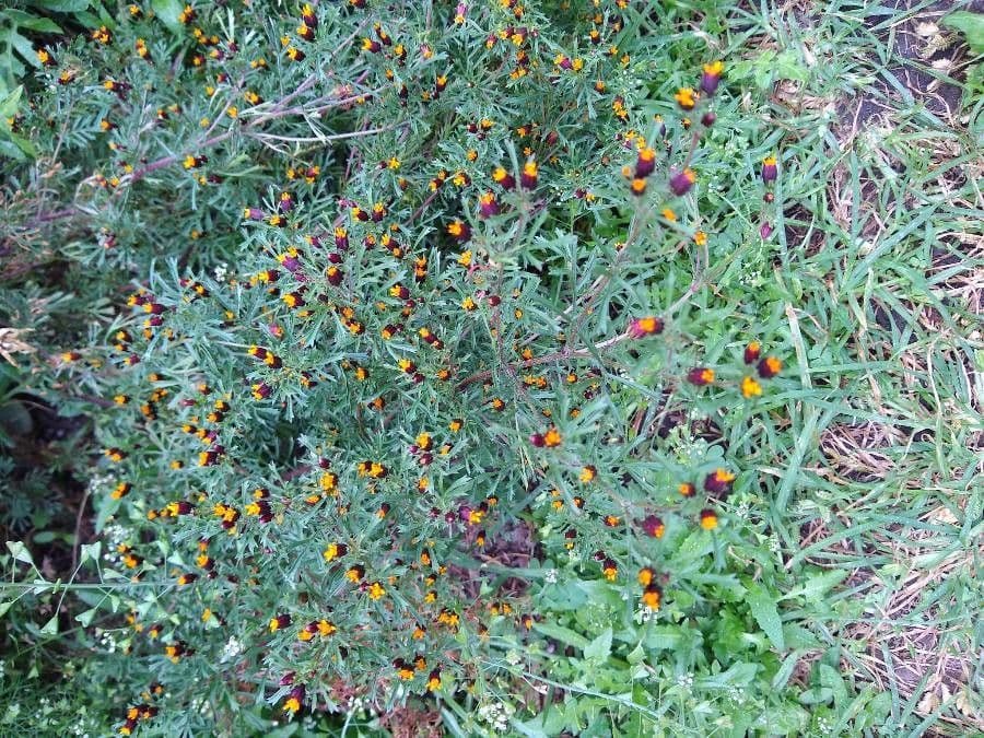 Dyssodia 5