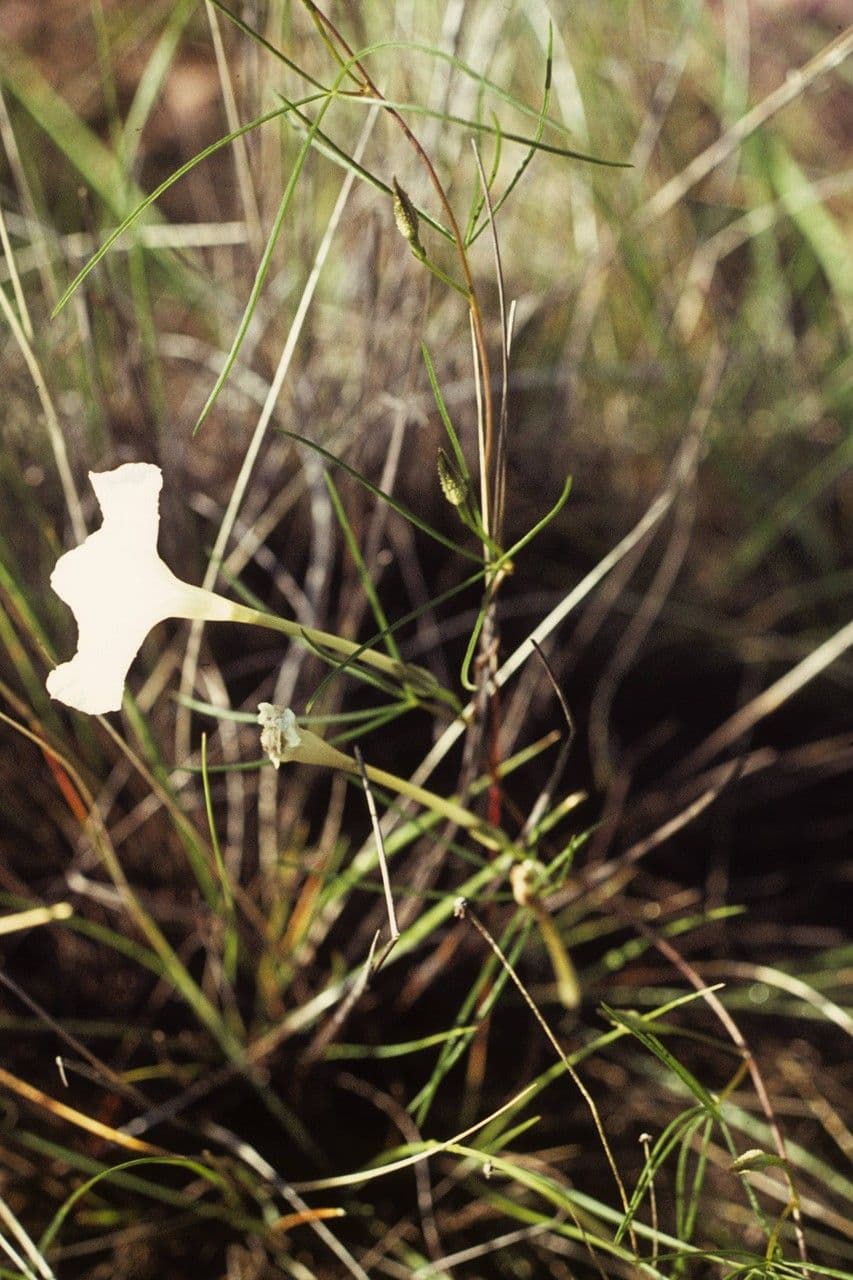 Ipomoea 9