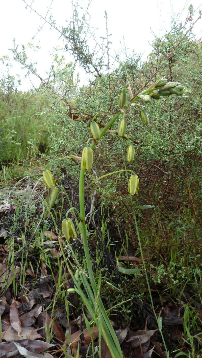 Albuka 7