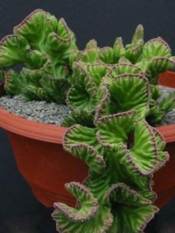 Stapelia 10