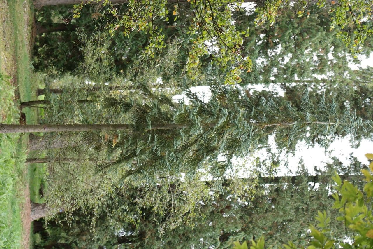 Edeltanne 12