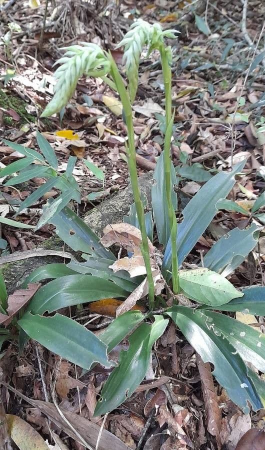 Cyclopogon