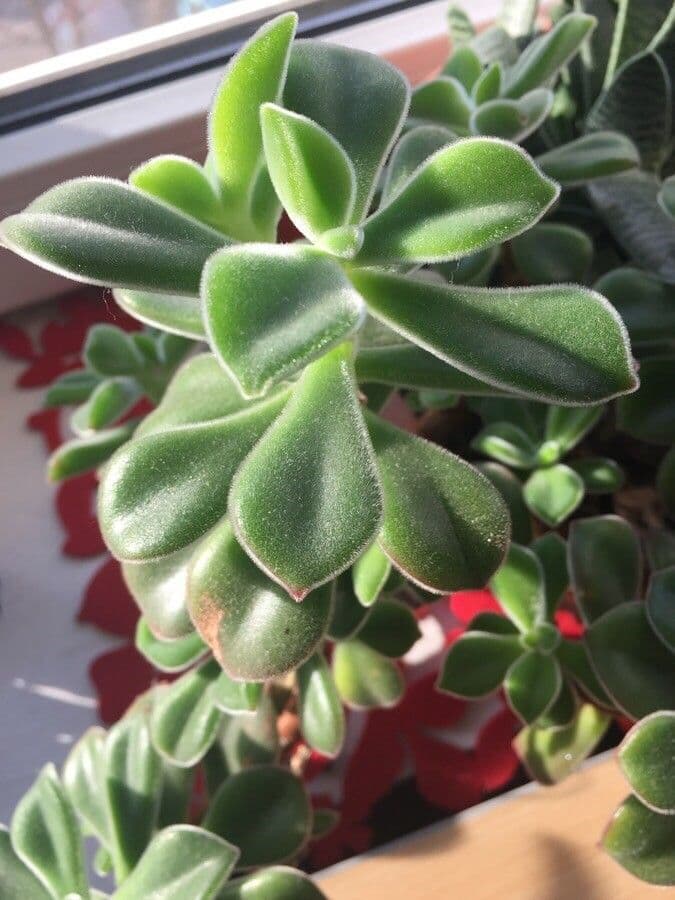 Echeveria 4